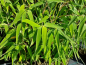 Preview: Fargesia species "Ivory Ibis"® - (Bambus Ivory Ibis ®),